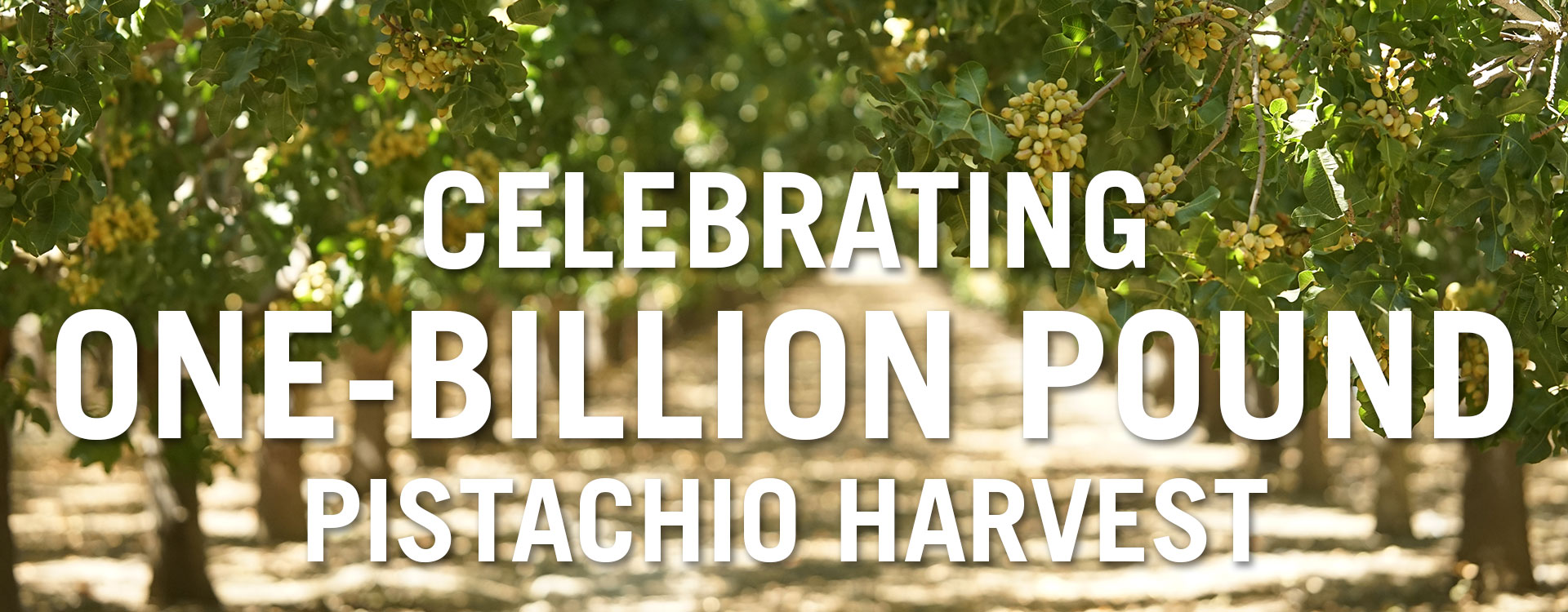 CELEBRATING 1-BILLION POUND PISTACHIO HARVEST