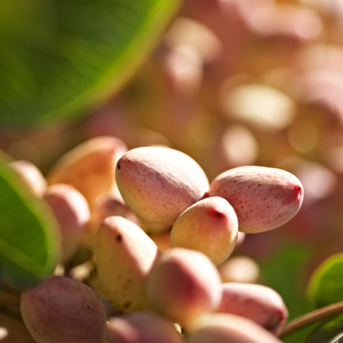 American Pistachios