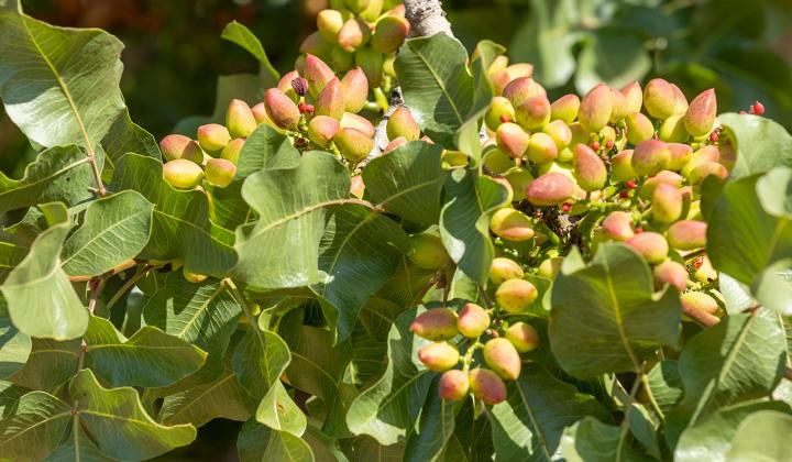 American Pistachios
