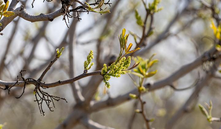 American Pistachio Growers - Bud Break 2025